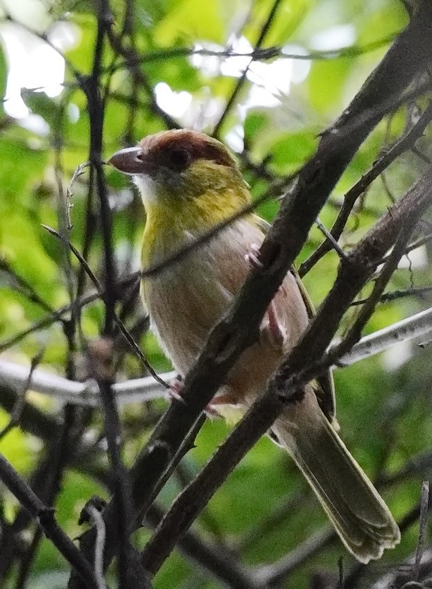 Rufous-browed Peppershrike (Yellow-backed) - ML406648241