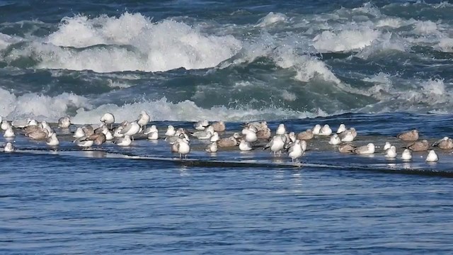 Gaviota Argéntea - ML406648641