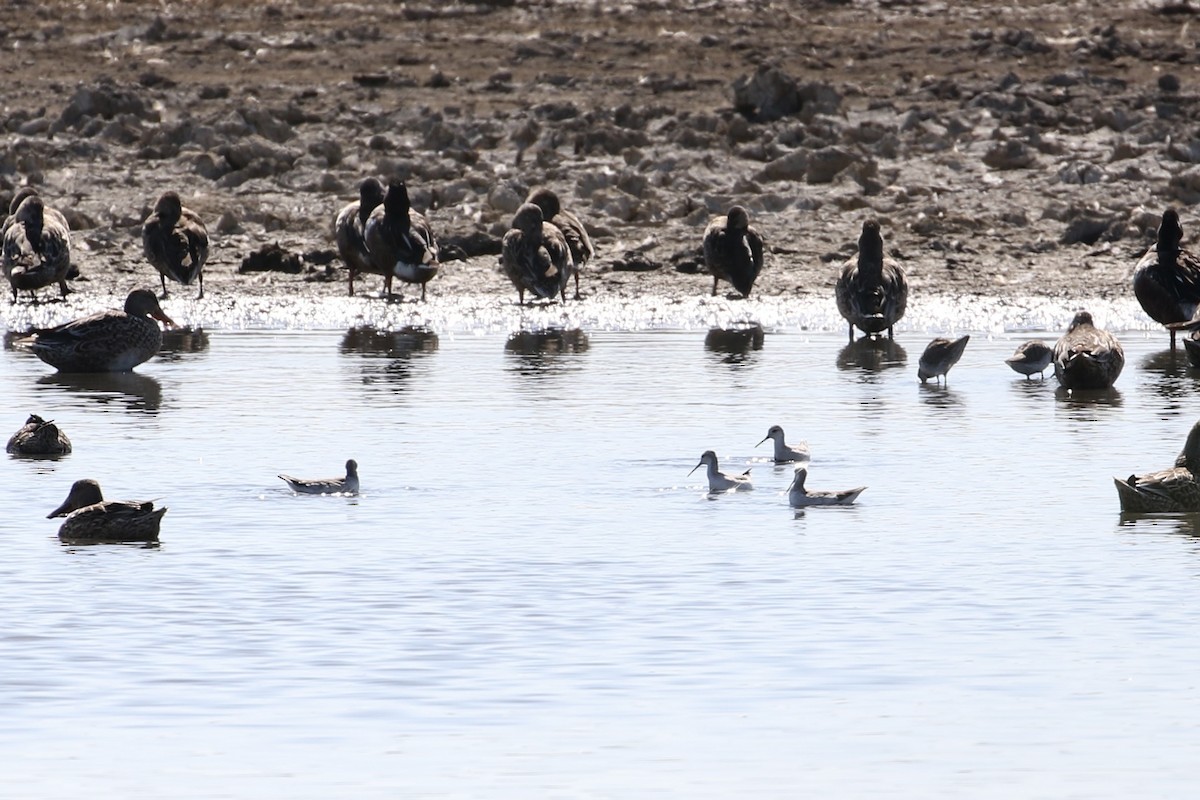 Wilson's Phalarope - ML406650951