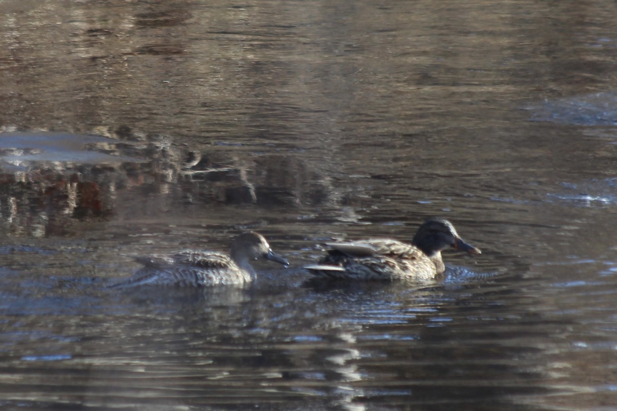 Northern Pintail - Jessica Prockup