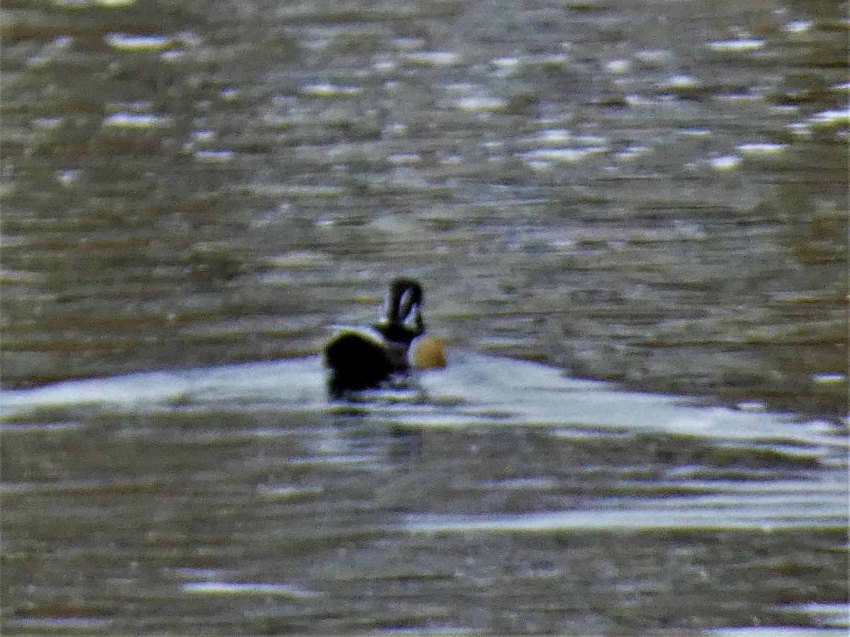 Wood Duck - ML406651411