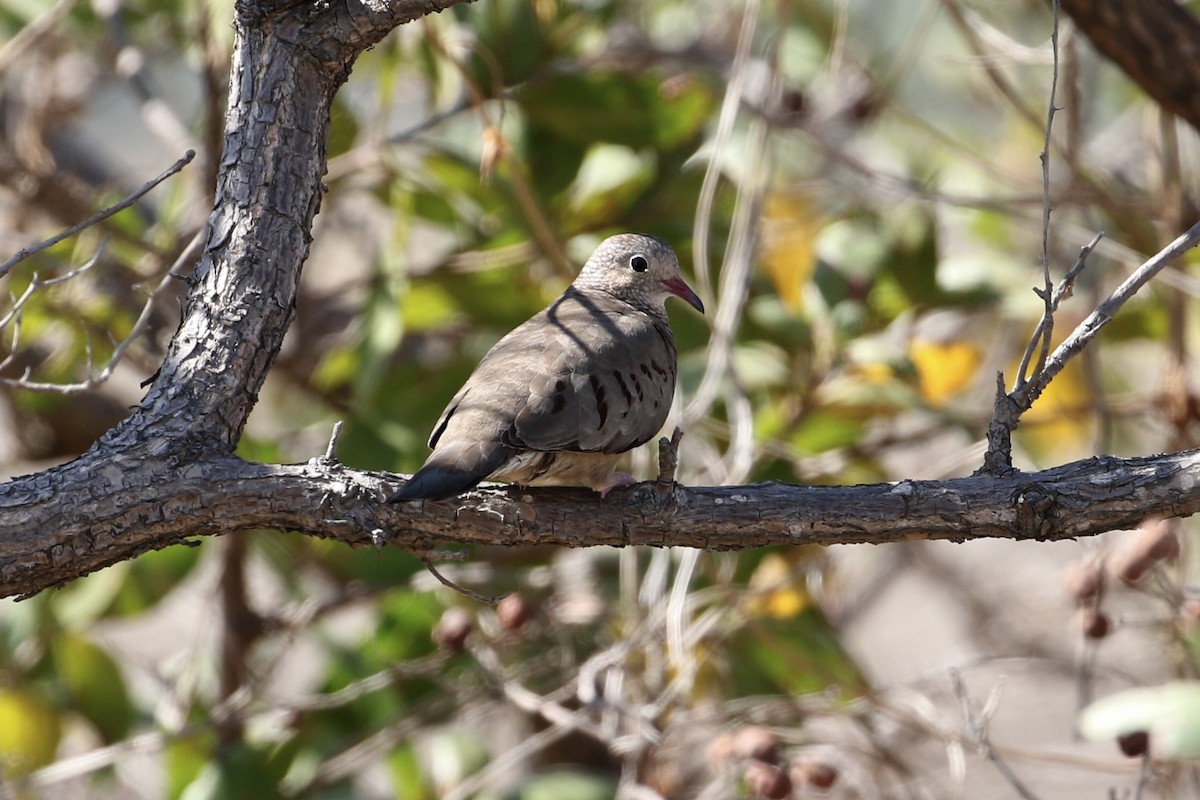 Common Ground Dove - John van Dort