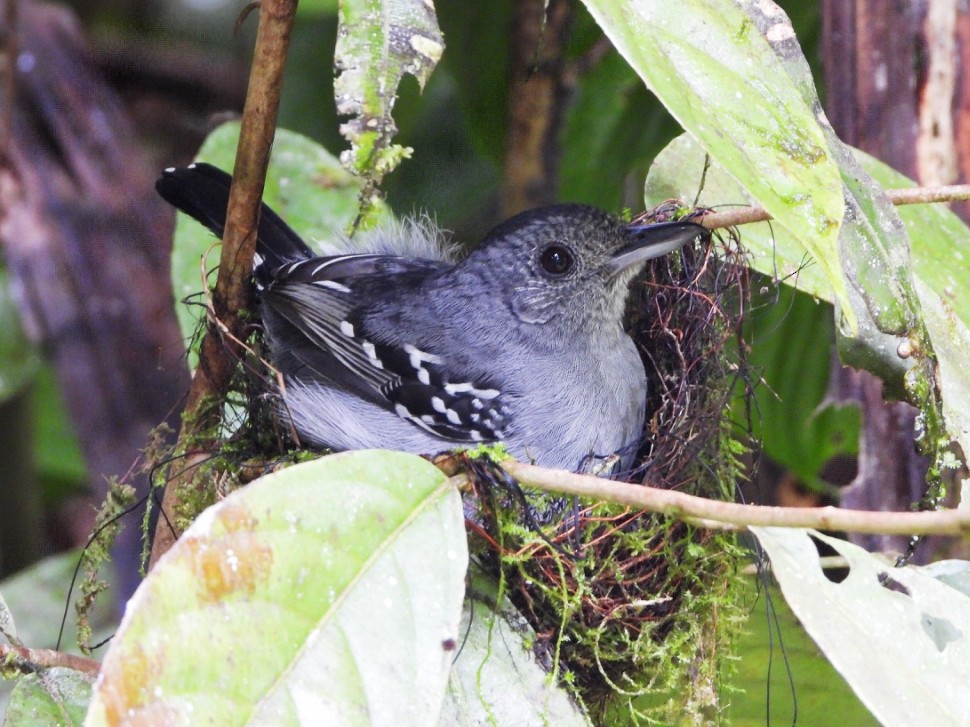 Black-crowned Antshrike - karime falah