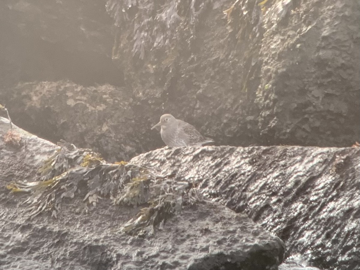 Purple Sandpiper - ML406653421