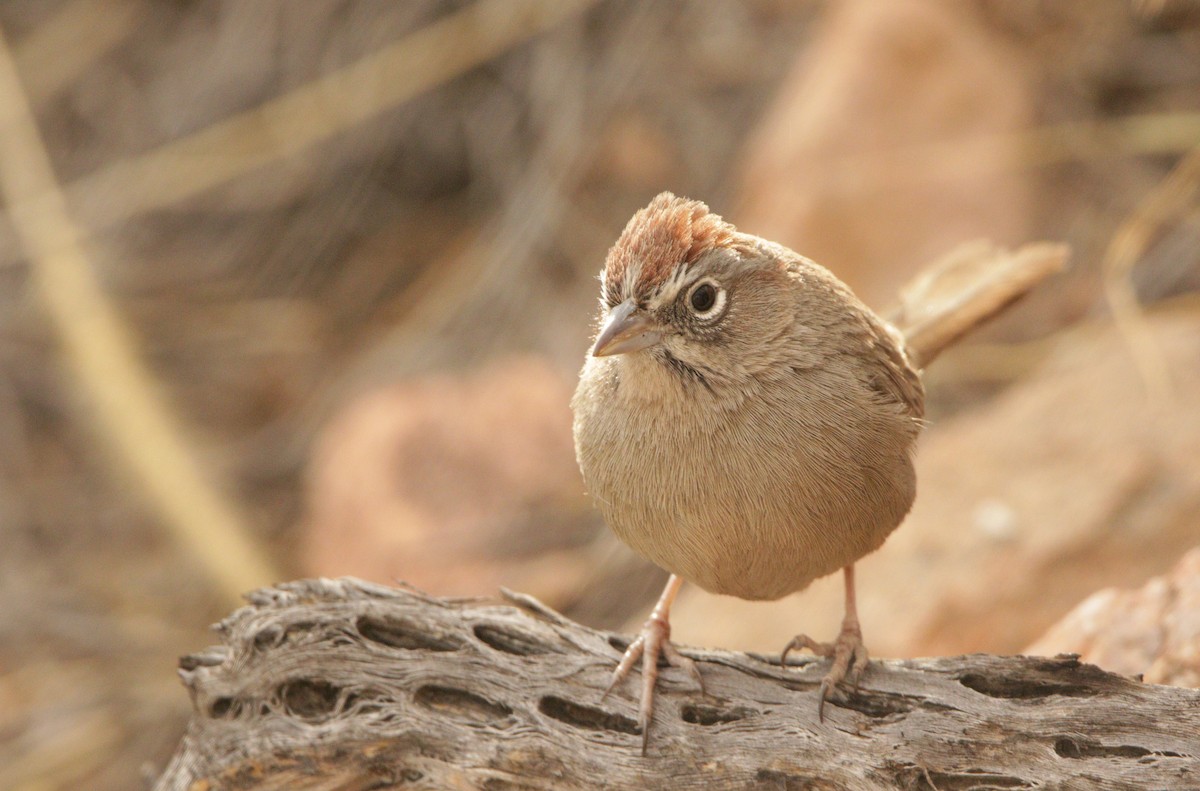 Rufous-crowned Sparrow - ML406653911