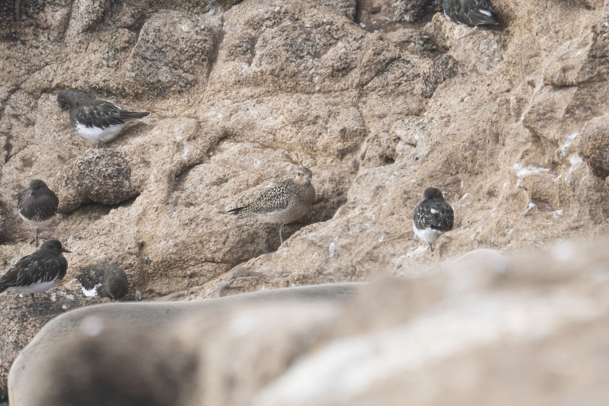 Pacific Golden-Plover - ML406655011