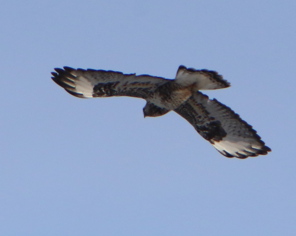 Rough-legged Hawk - ML406655091