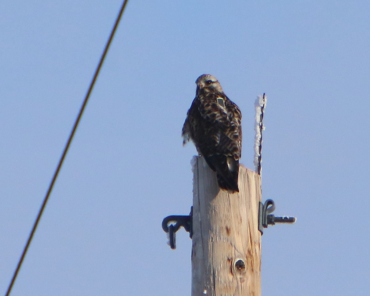 Rough-legged Hawk - ML406655131