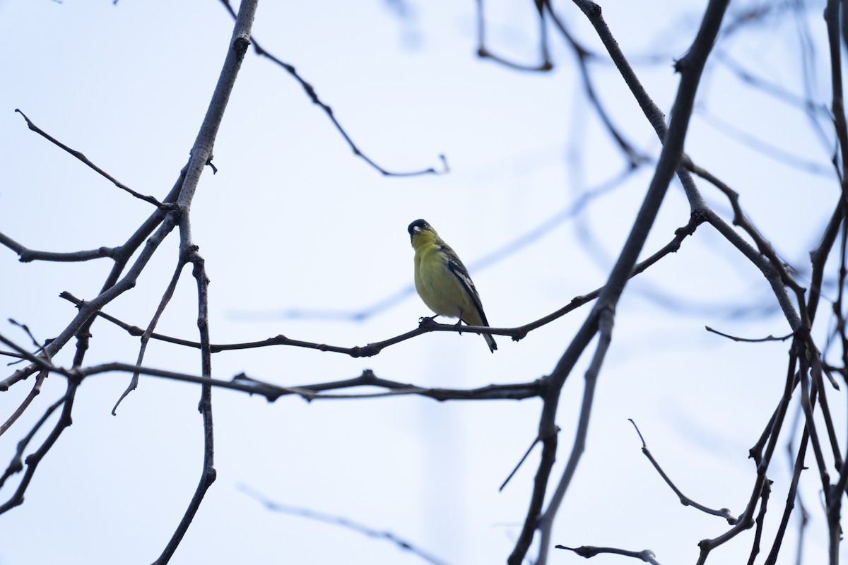 Lesser Goldfinch - ML406657321