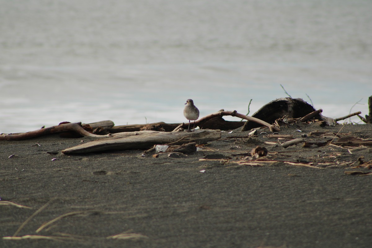 Black-bellied Plover - ML406657921