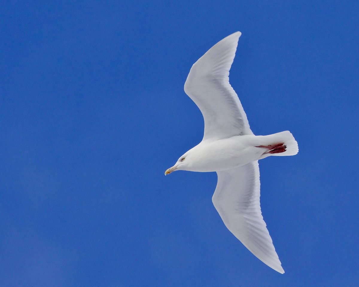 Glaucous Gull - ML406658061