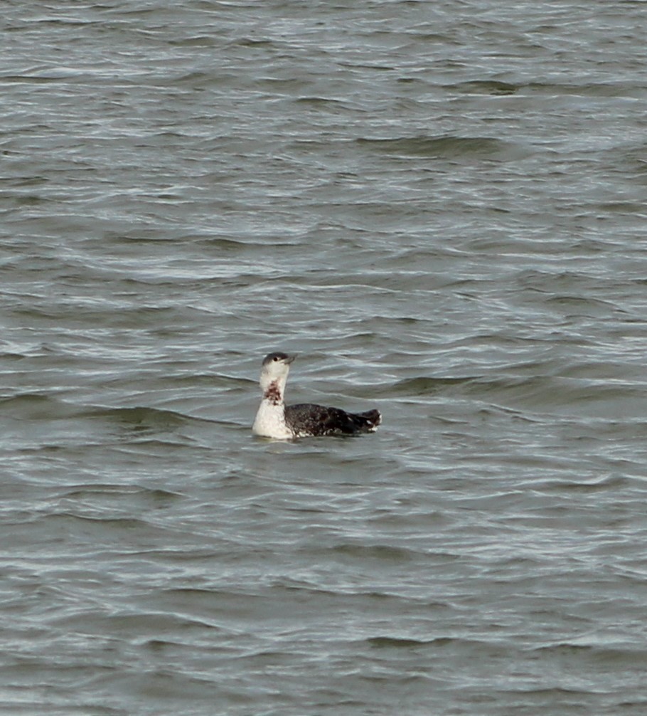 Red-throated Loon - ML406658201