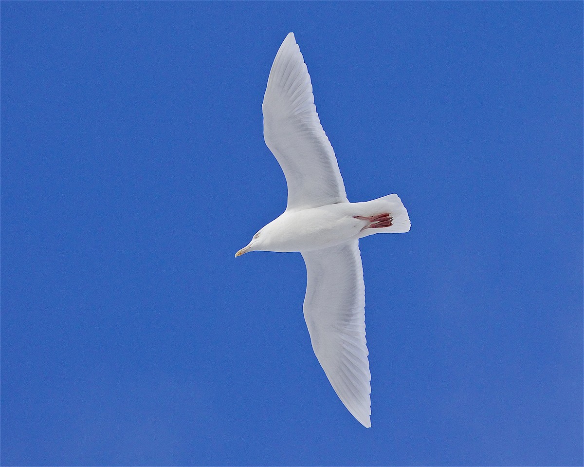 Glaucous Gull - ML406658211