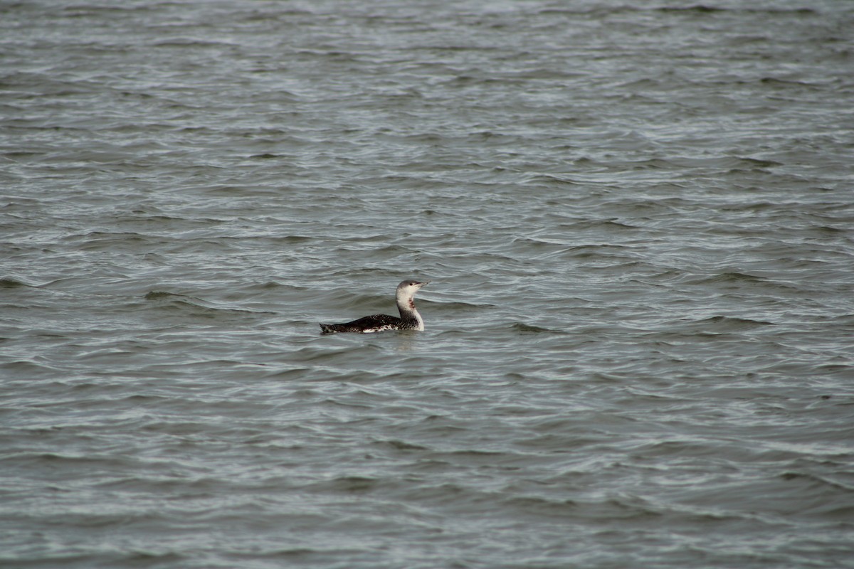 Red-throated Loon - ML406658281