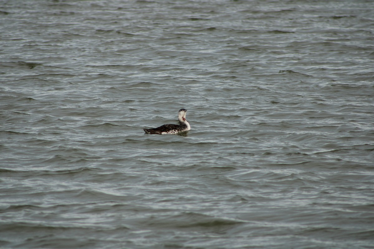 Red-throated Loon - ML406658331