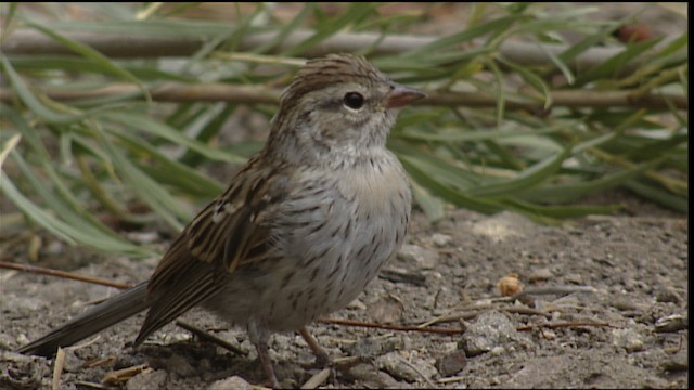 Chipping Sparrow - ML406660