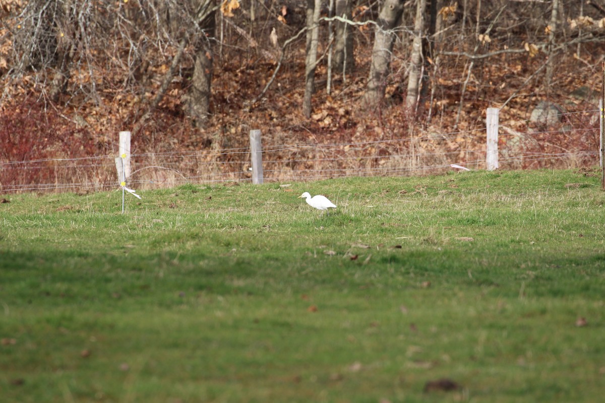 Western Cattle Egret - ML40666011