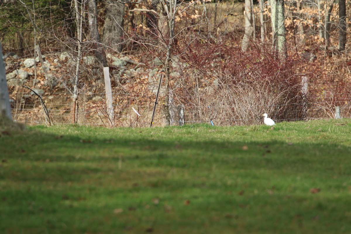 Western Cattle Egret - Bob  Crowley