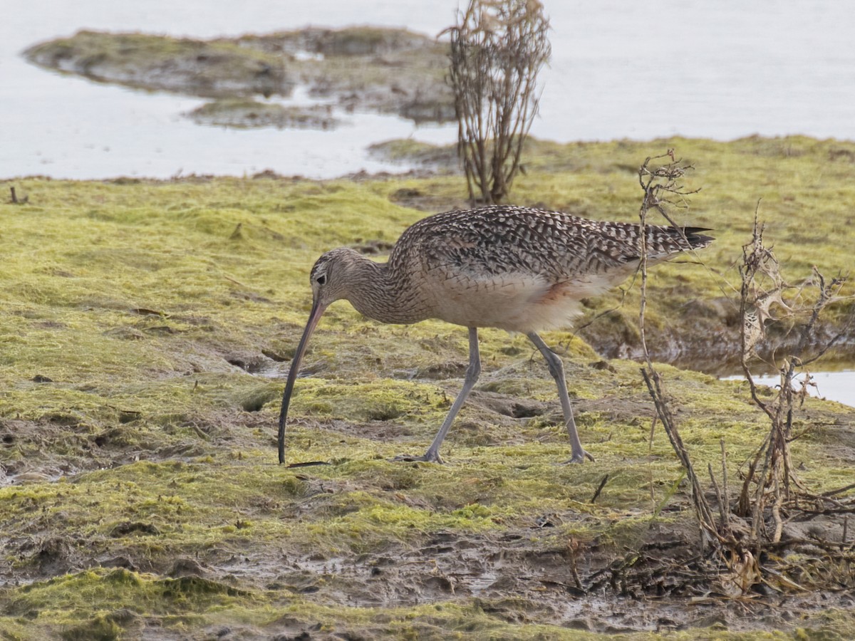 Long-billed Curlew - ML406660641