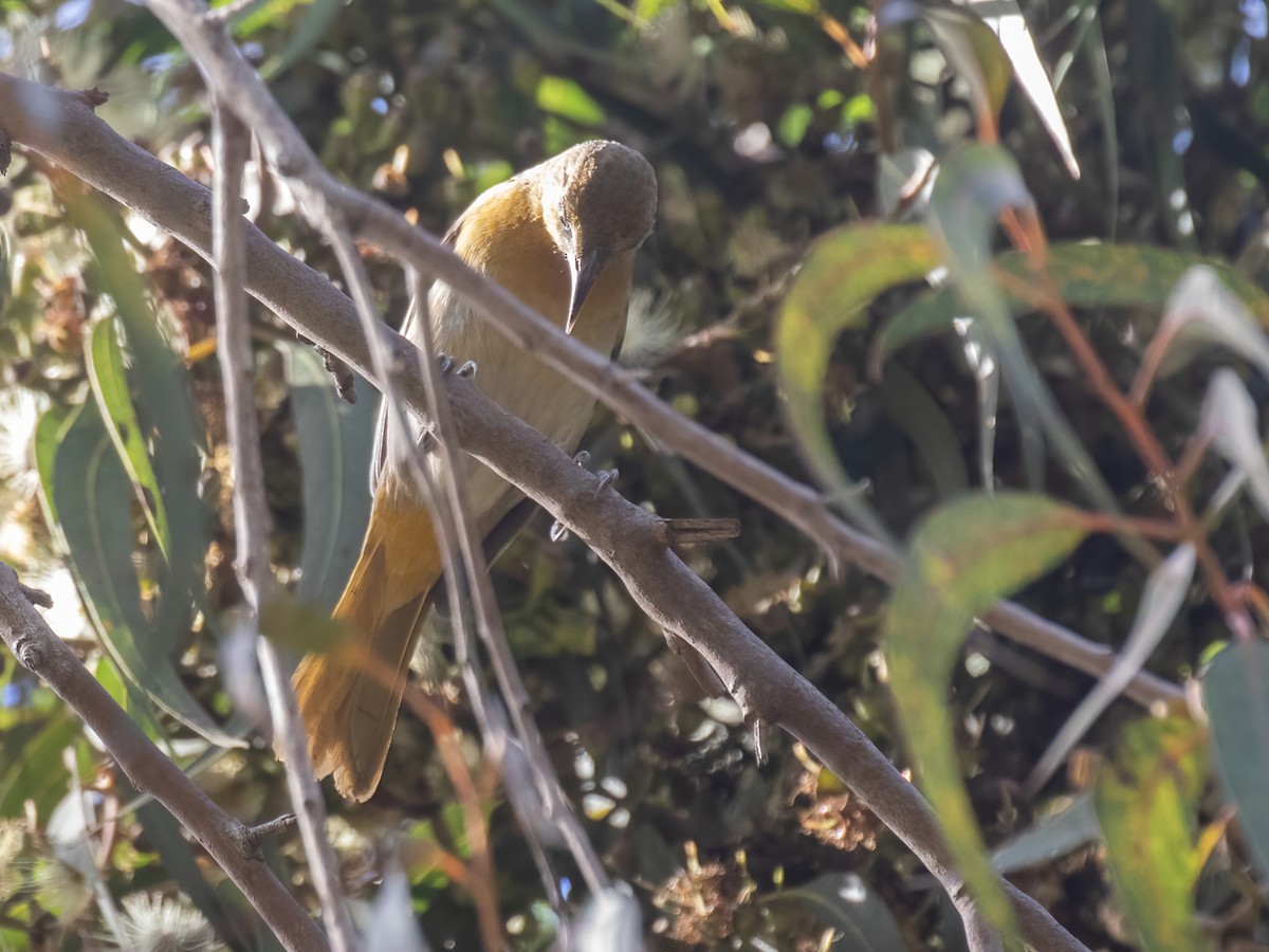 Bullock's/Baltimore Oriole - ML406662701