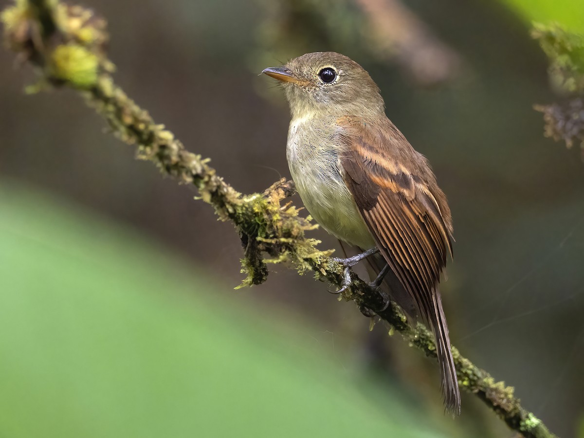 Roraiman Flycatcher - Andres Vasquez Noboa