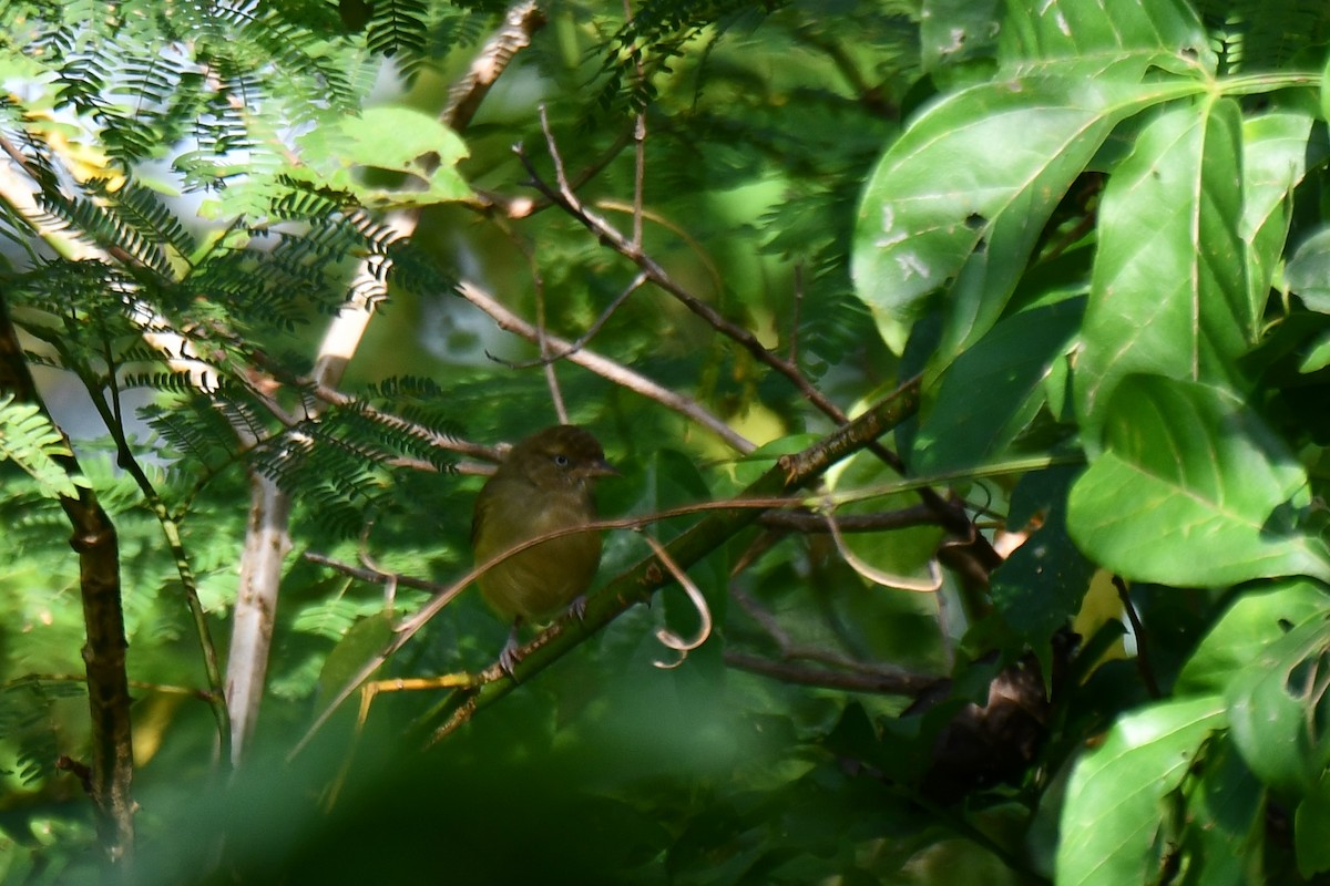 buskvireo (flavipes gr.) - ML406664701