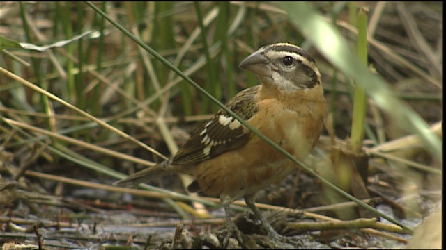 Black-headed Grosbeak - ML406665