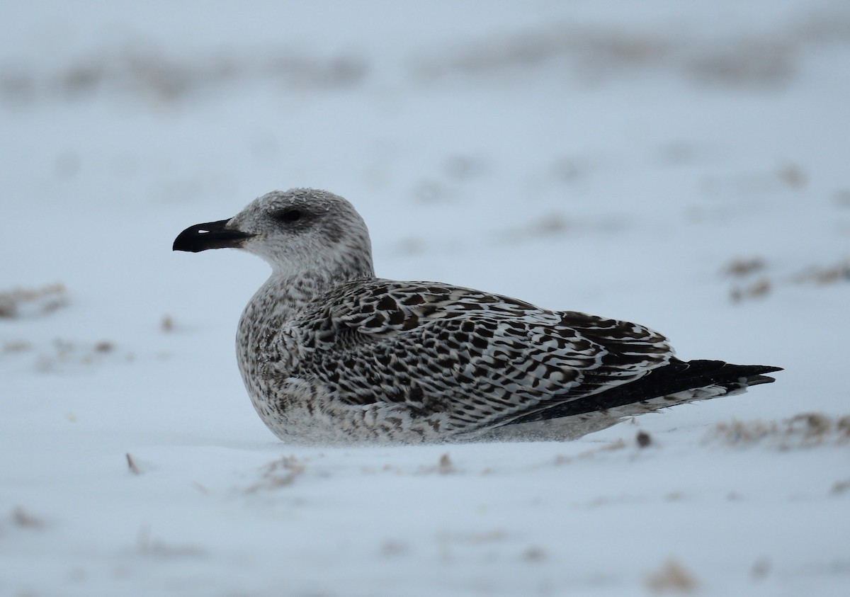 Great Black-backed Gull - ML40666891