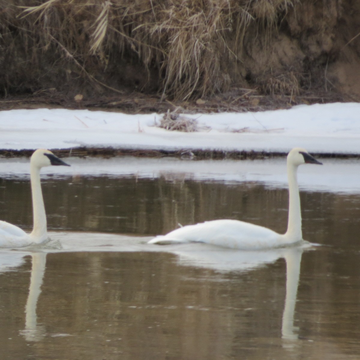 Trumpeter Swan - Jan Leonard