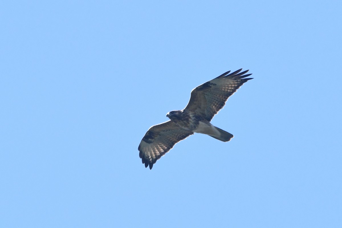 Eastern Buzzard - Oriental Stork