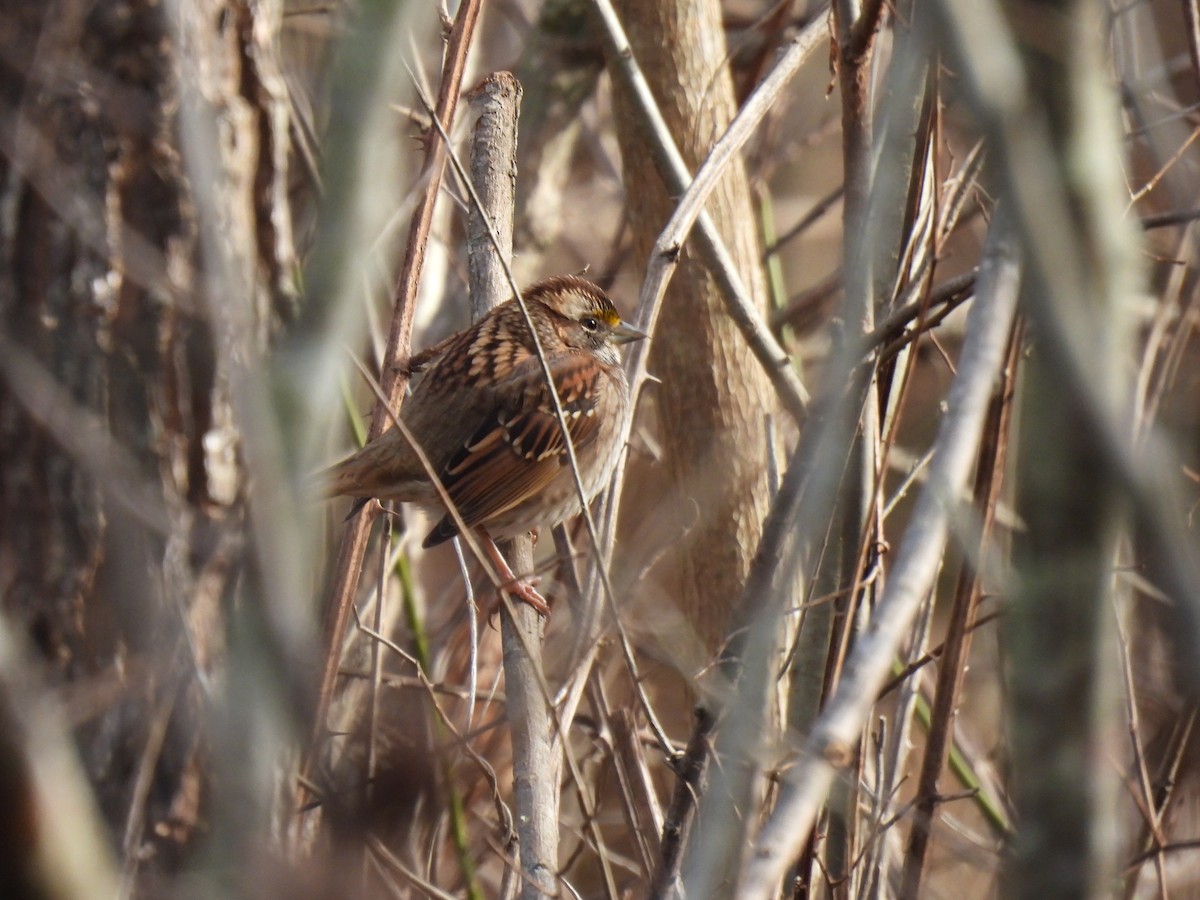 White-throated Sparrow - ML406670711