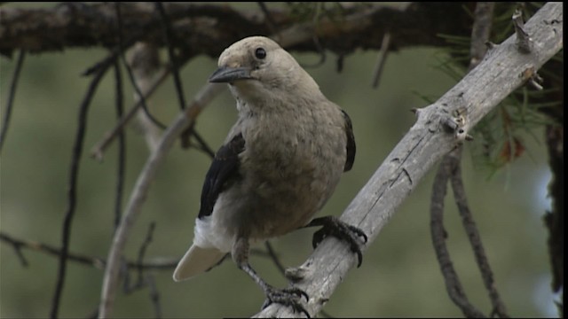 Clark's Nutcracker - ML406671