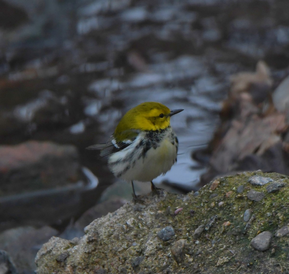 Black-throated Green Warbler - ML406671541