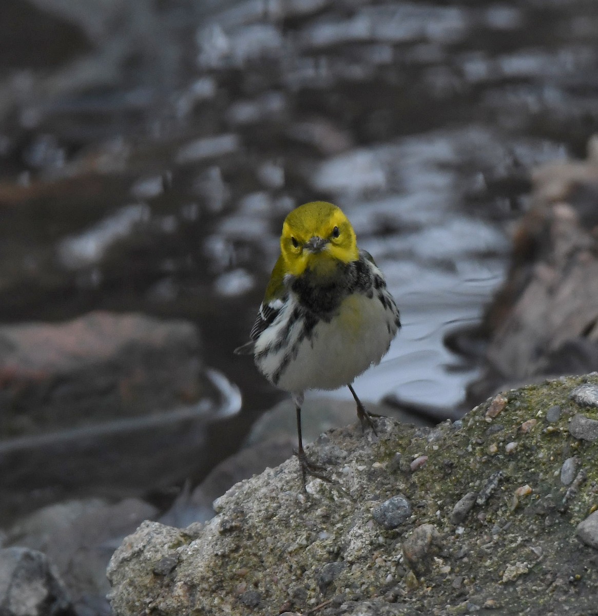 Black-throated Green Warbler - ML406673101