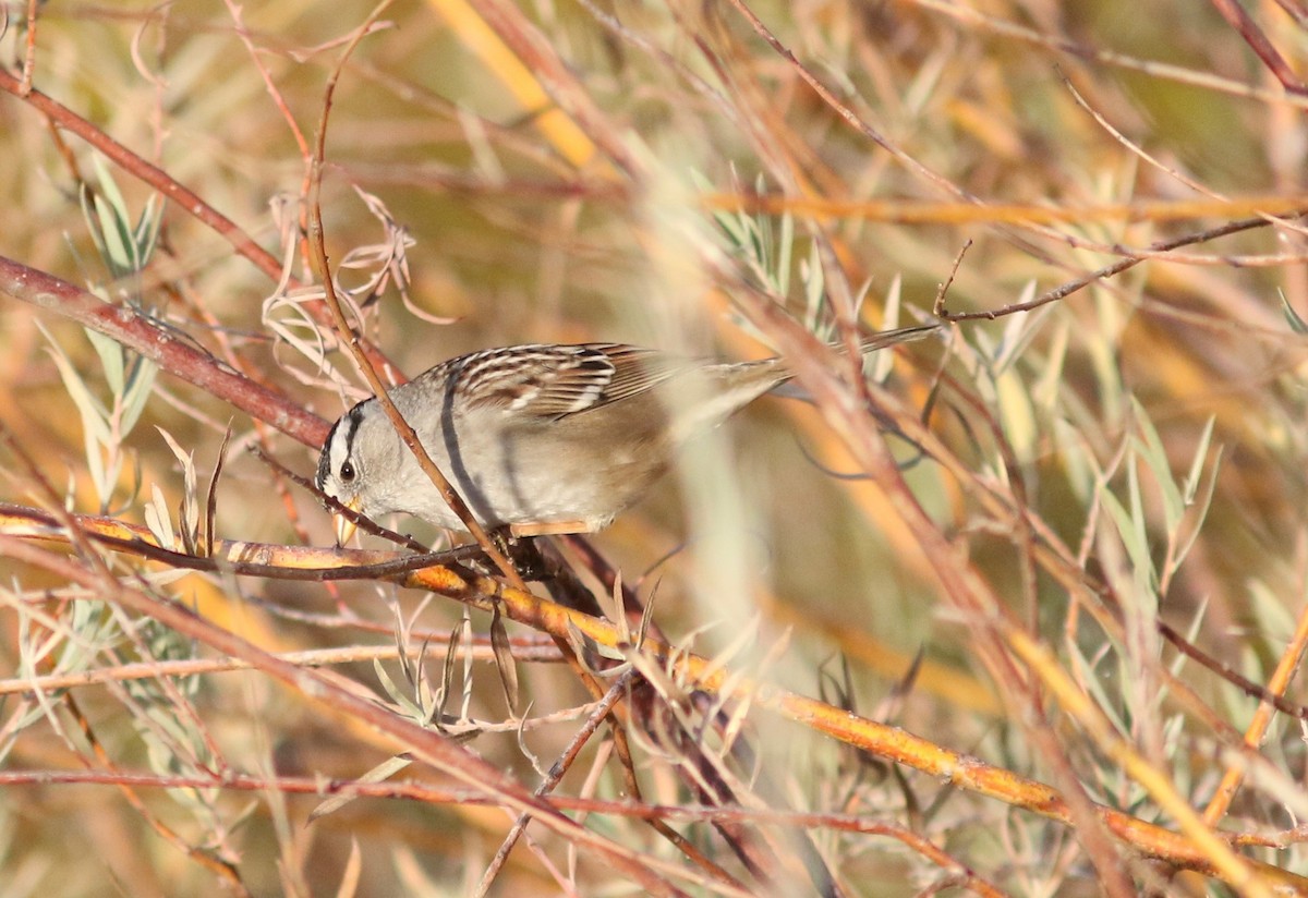 White-crowned Sparrow (Gambel's) - Nora Papian