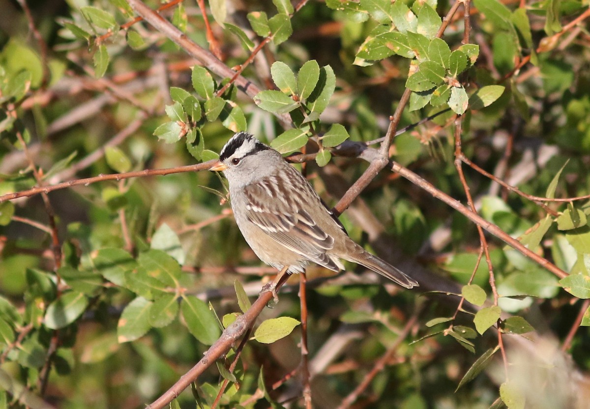 White-crowned Sparrow (Gambel's) - Nora Papian