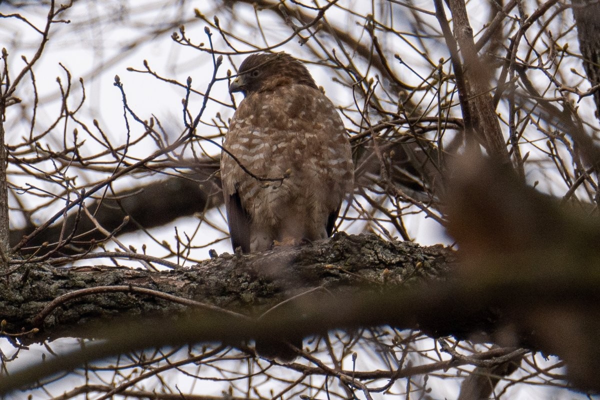 Broad-winged Hawk - Nathan Lynch