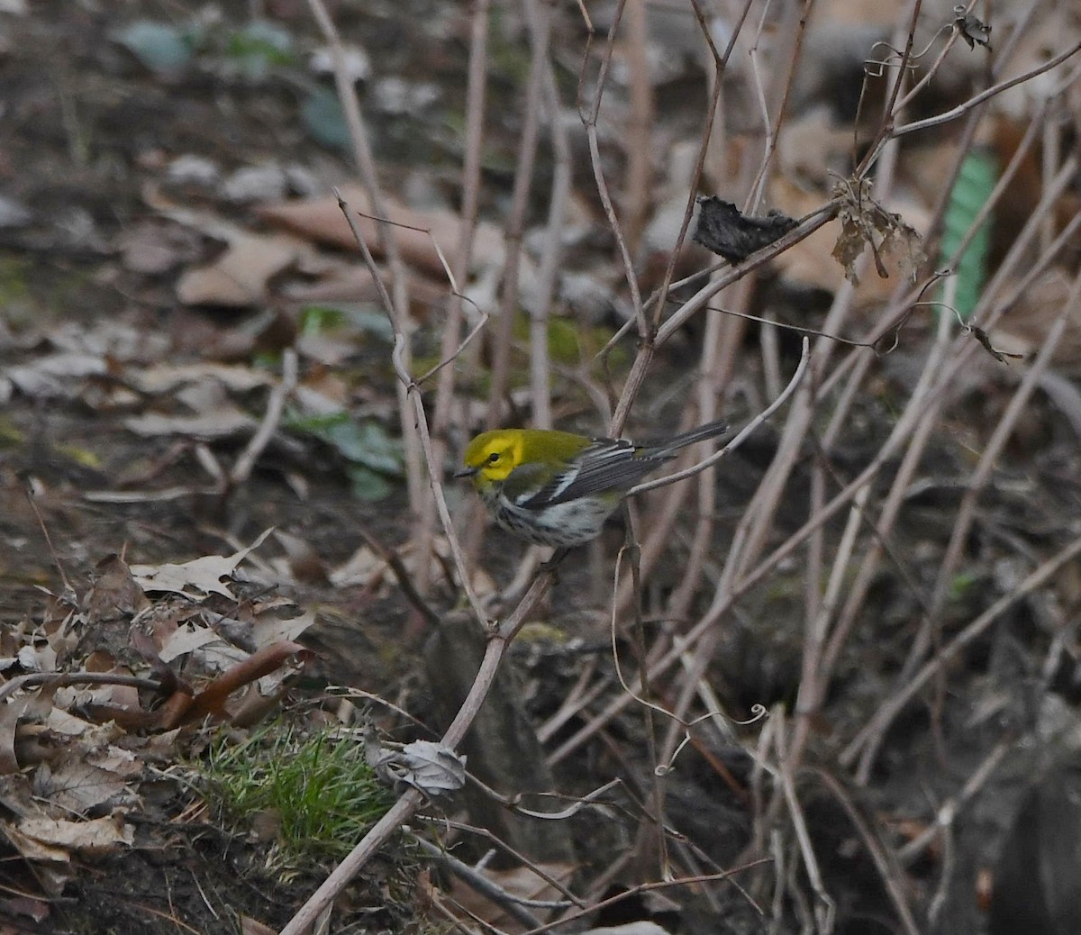 Black-throated Green Warbler - ML406674141