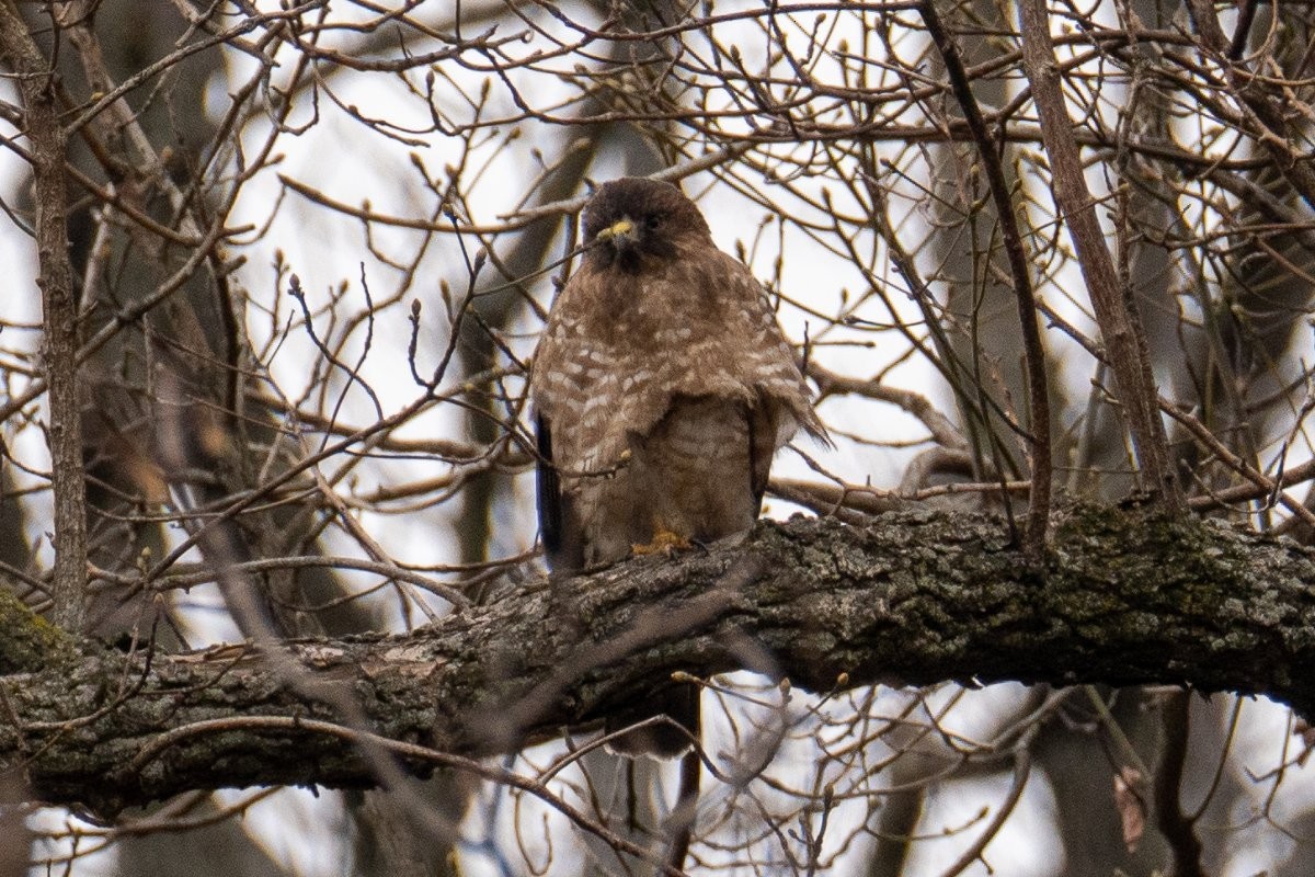 Broad-winged Hawk - Nathan Lynch