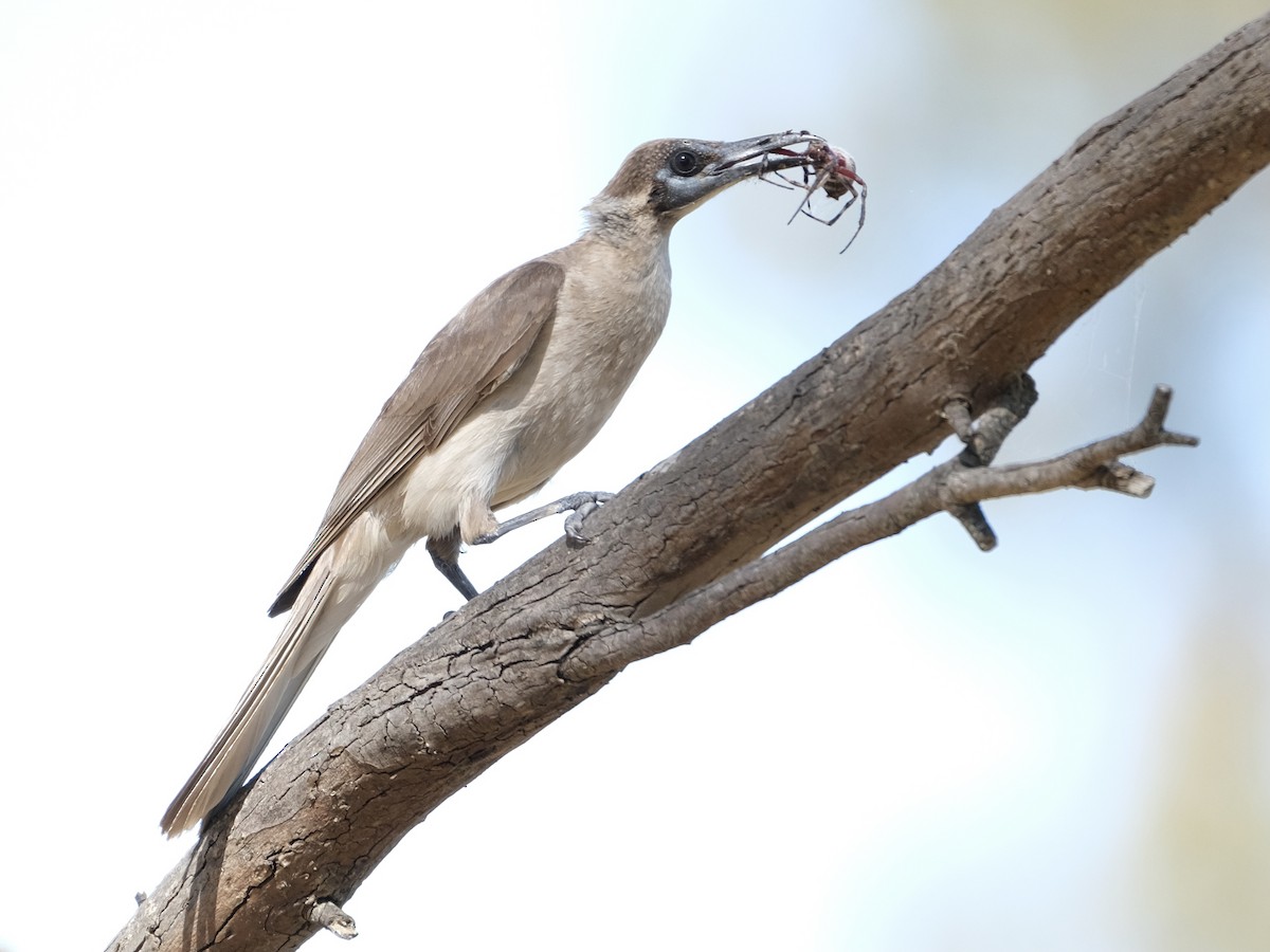 Медівник австралійський - ML406676051
