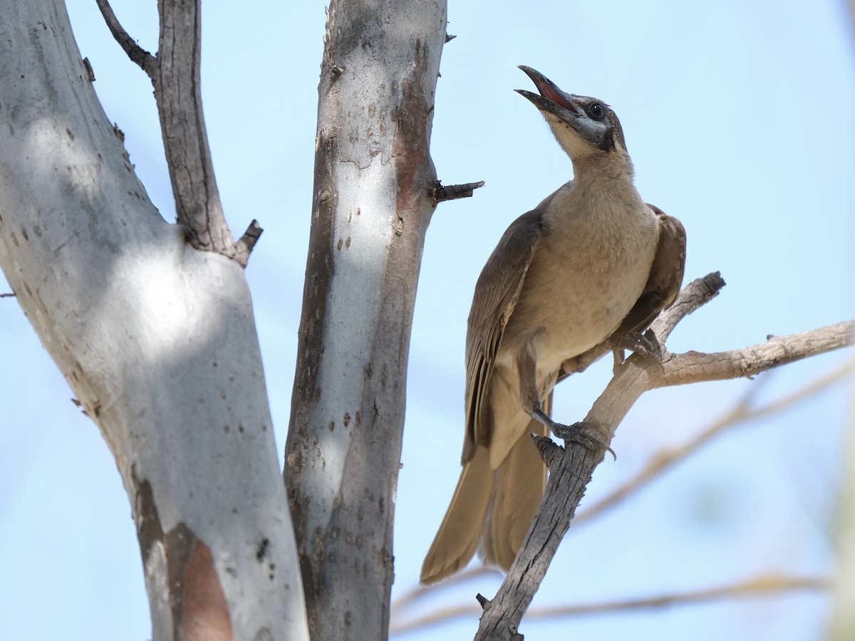 Медівник австралійський - ML406676161