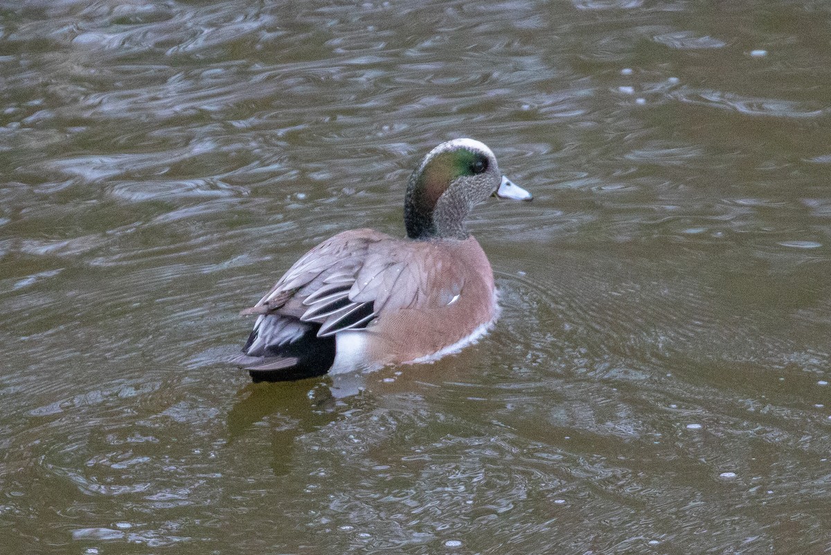 American Wigeon - ML406676251