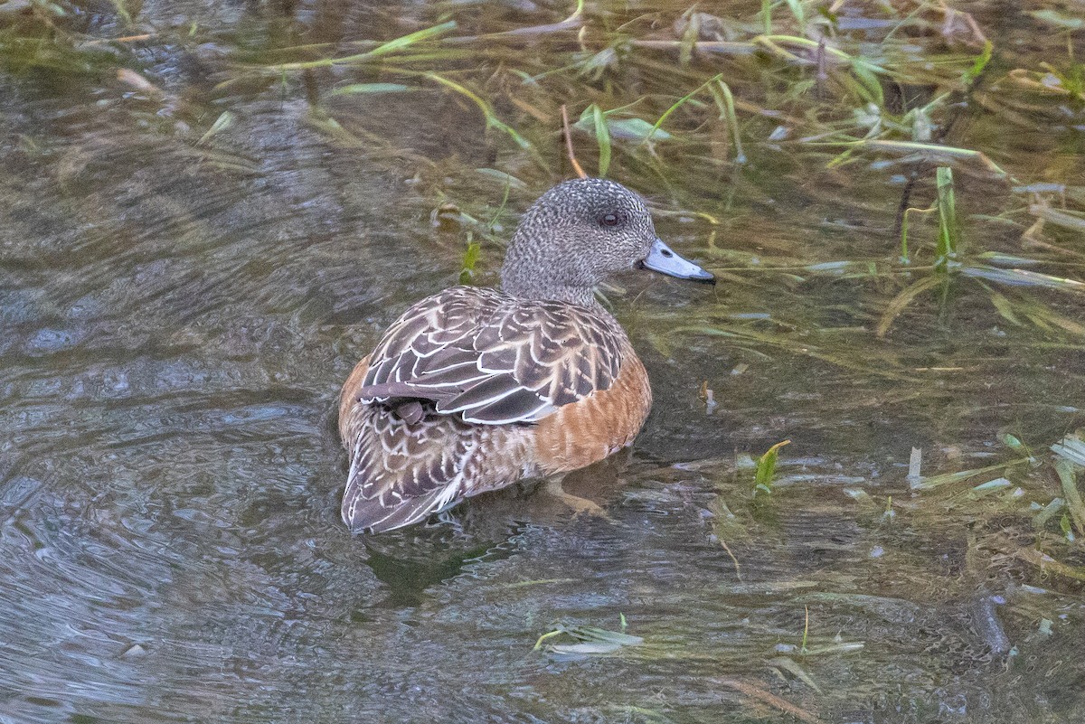 American Wigeon - John Reynolds