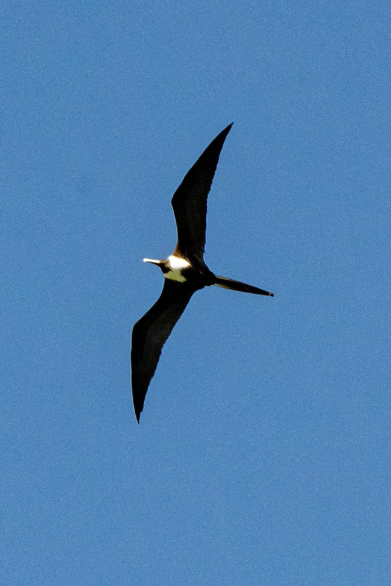 Magnificent Frigatebird - James Hoagland