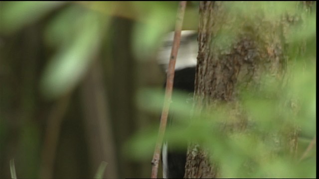 White-headed Woodpecker - ML406678