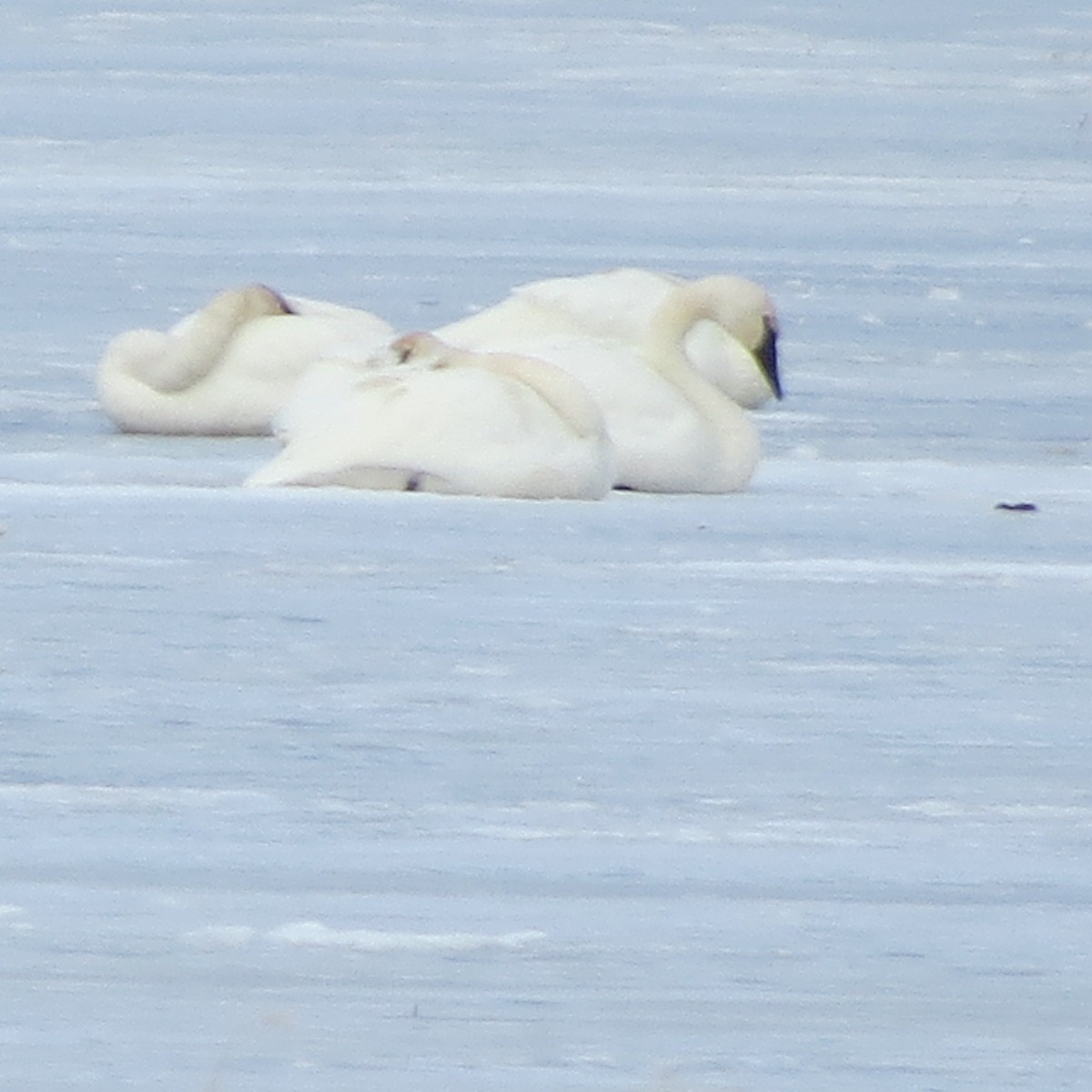 Trumpeter Swan - Jan Leonard