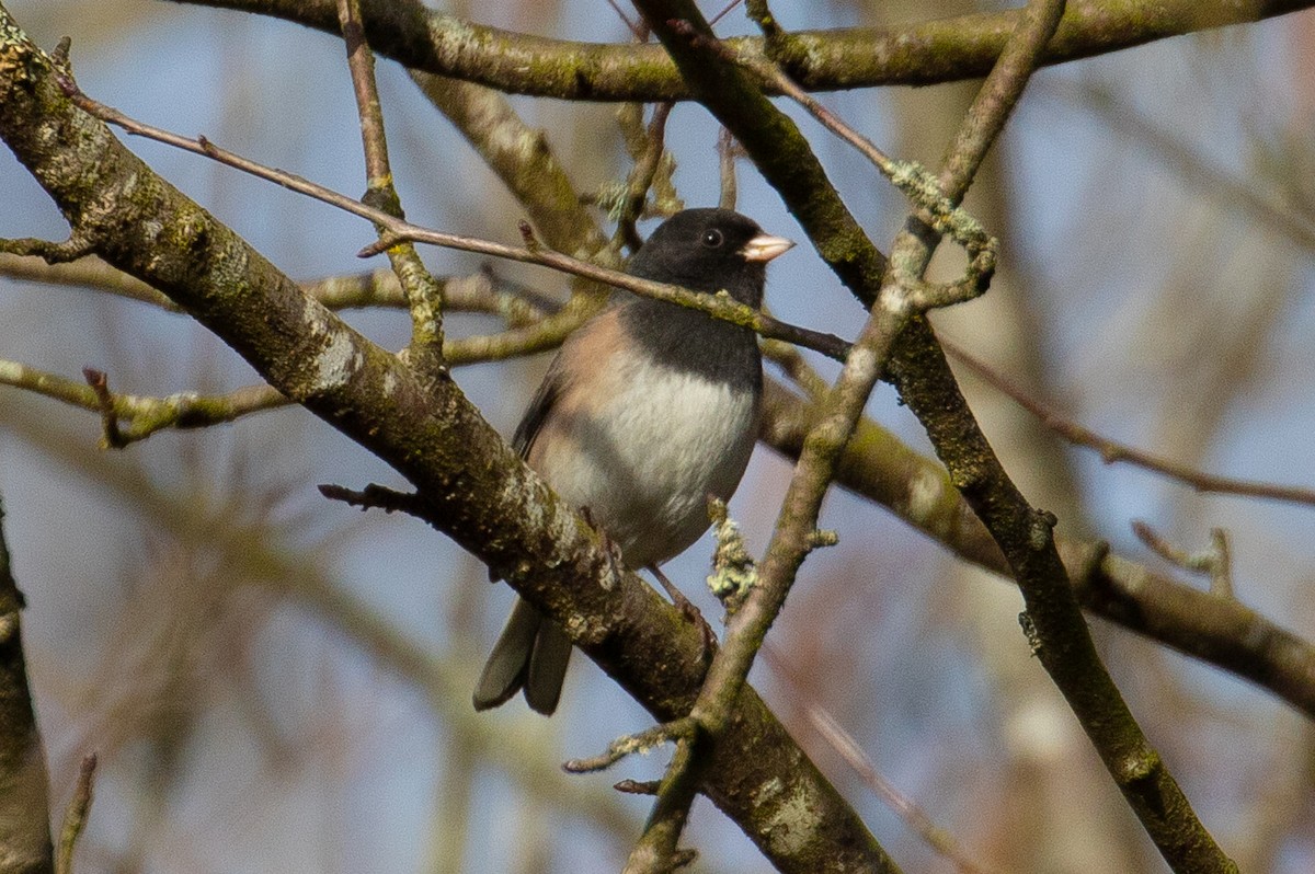 Junco ardoisé (groupe oreganus) - ML406679481