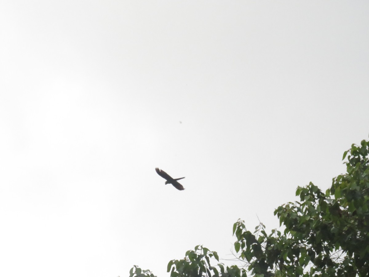 large macaw sp. - ML406680561