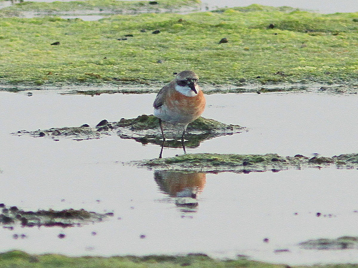 Siberian/Tibetan Sand-Plover - ML406680871