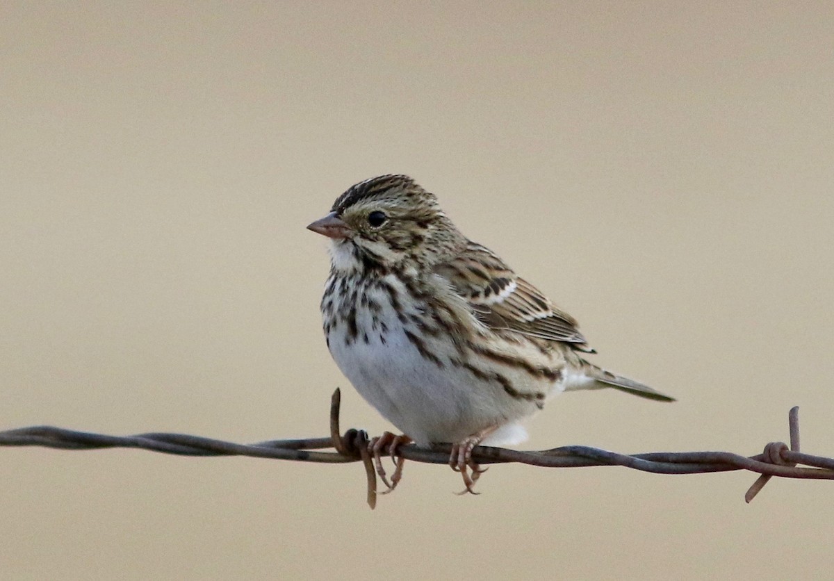 Savannah Sparrow - Nora Papian